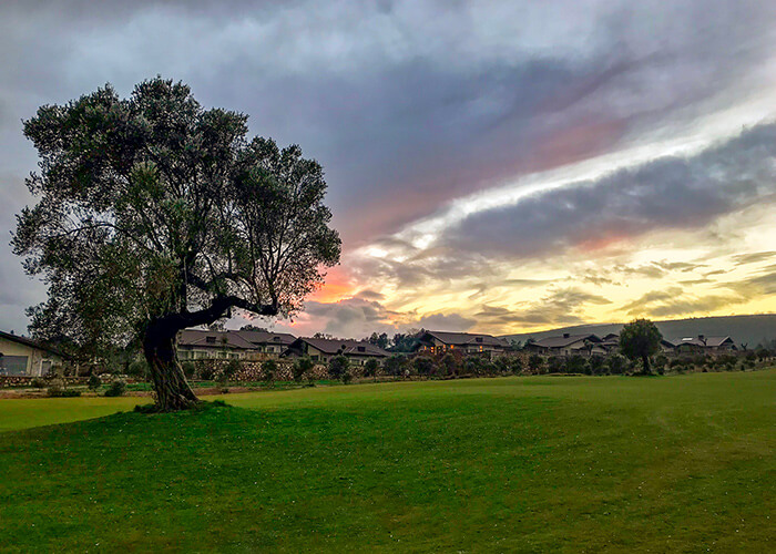 Bodrum Stock of the olive grove